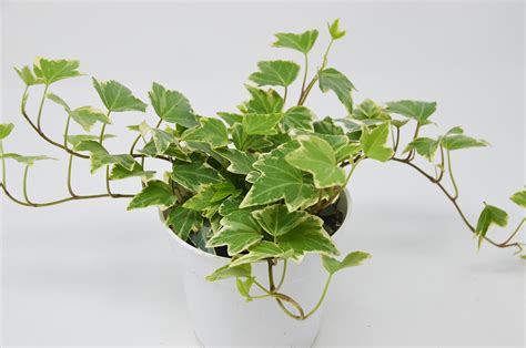 2 Different English Ivy Plants Live House Plant Free Care Guide 4