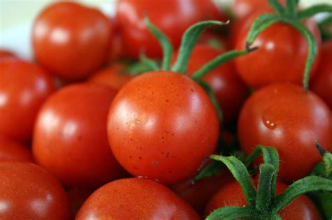 The Discovery Of The First Genetically Modified Tomato In The World