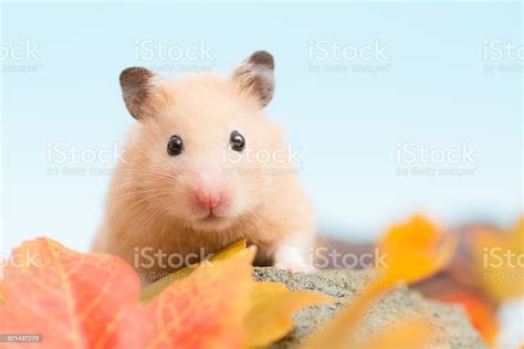 Golden Hamster Stock Photo Download Image Now Hamster Cute Autumn