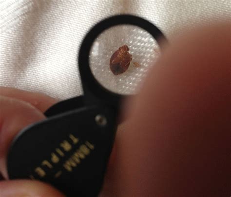 Bed Bugs Have Favorite Colors So Avoid Buying Types Of Sheets