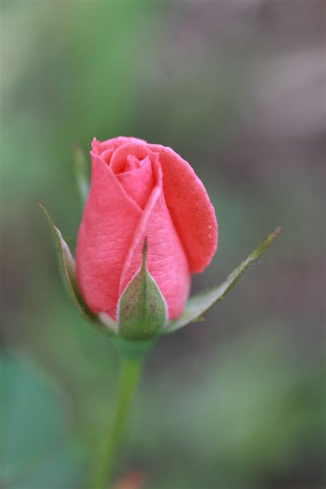 Розовые розы Bud Бесплатная фотография Public Domain Pictures