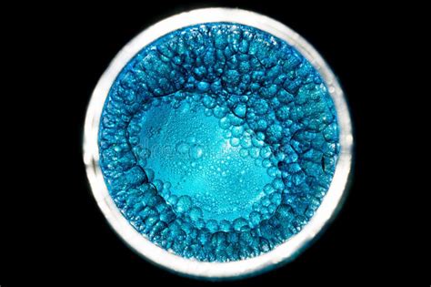 Blue Bacteria Cells Science Illustration Stock Illustration