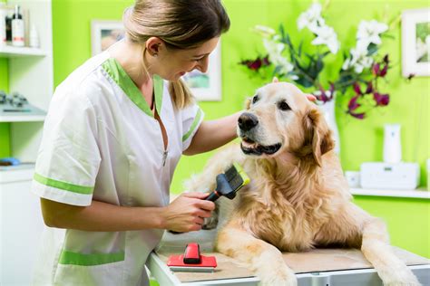 3 Tips For Spring Grooming Your Dogs High Point Veterinary Hospital
