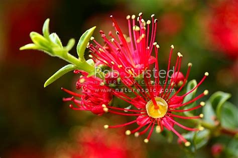 The panakenake flower, widely known as platia angulata, refers to a white flower found in the dump shady areas but can also thrive in sunny areas. Rata Vine flowers (Metrosideros carminea), Crimson rata ...