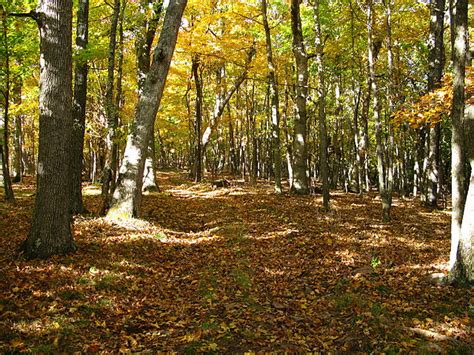 Filefall Nature Trail West Virginia Forestwander Wikimedia