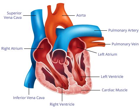 heartdiagram cabinet cardiologie deva dr benteu darius