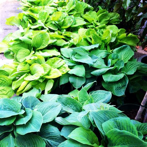 Extra Large Hostas Guacamole Hostas Plants Guacamole