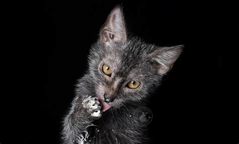 Learn more about this breed. Home | Lykoi Cats ~ The Original Lykoi Breeder