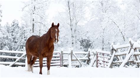Horses In Winter Wallpaper Wallpapersafari