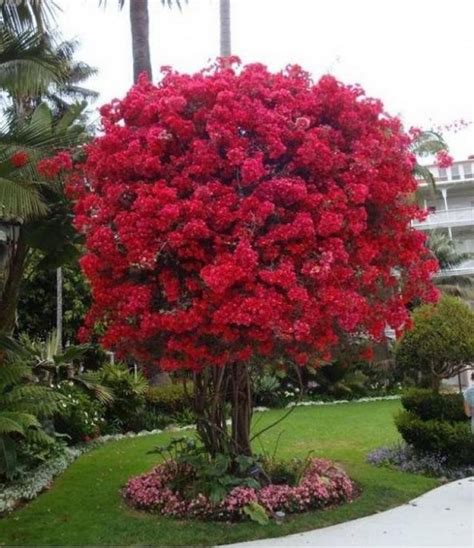Gorgeous Small Flowering Trees Front Yards Design Ideas Small Front