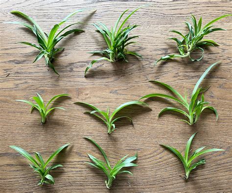 How To Grow A Spider Plant From Another Spider Plant