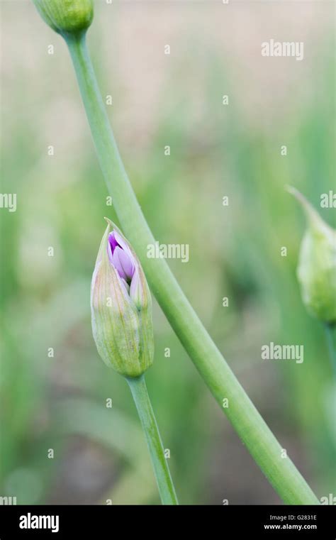 Spring Flower Buds Bud Plant Green Garden Hi Res Stock Photography And