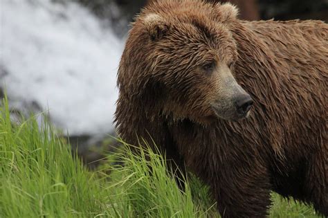 Brown Bear Katmai National Park National Parks Alaska Wildlife