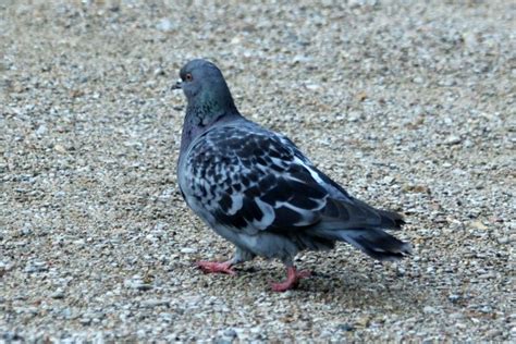 Photos De Pigeons Ramier Et Biset à Paris Wood Rock Pigeon