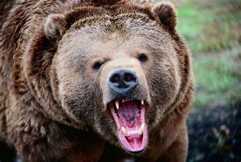 1290x2796px 2k Free Download Angry Grizzly Brown Bear Roaring
