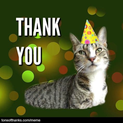 51 Nice Thank You Memes With Cats Thank You Cat Meme Thank You Memes