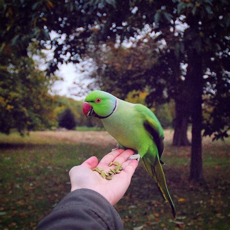 Parakeets That Live And Thrive In London Wildlife Parakeet Animals