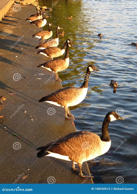 Canadian Geese In A Row Stock Image Image Of Geese 100930013