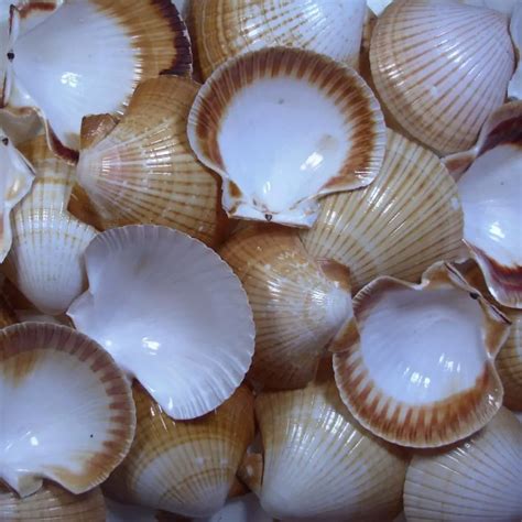 Bicho Dentro Da Concha Do Mar