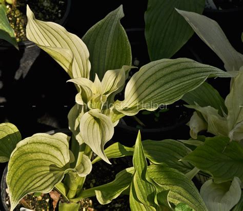 (asparagaceae) cultivars 'white wall tires'. Hosta 'White Wall Tires' from The Hosta Helper - Presented ...