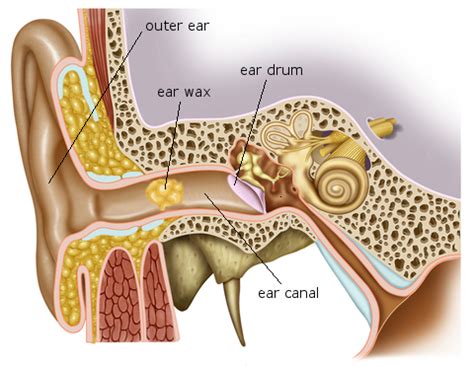 Cause of Hearing Loss - by Crystal Hearing