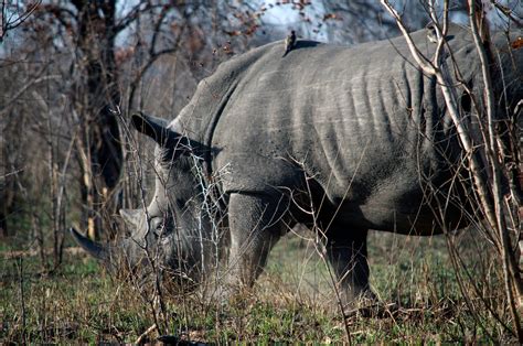 Rhino Wars A Short History On Worldrhinoday National Geographic Blog