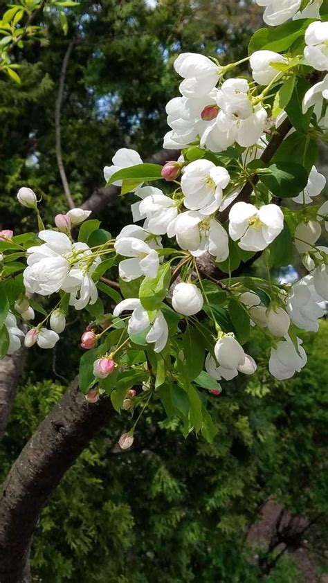 Plant Spring Snow Crabapple By West Andersonville Gardens Plants Map