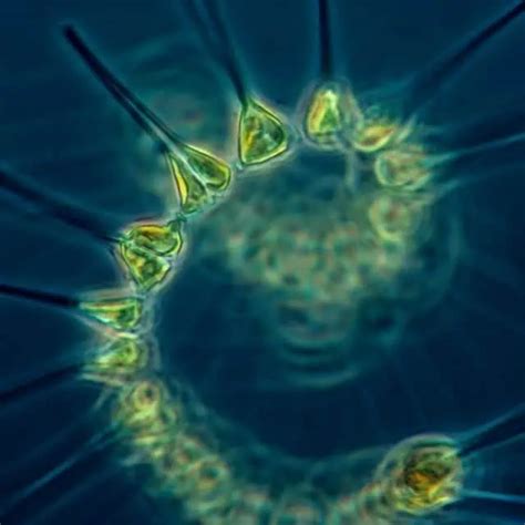 Pond Water Under Microscope Labeled Microscopic Organisms In A Drop
