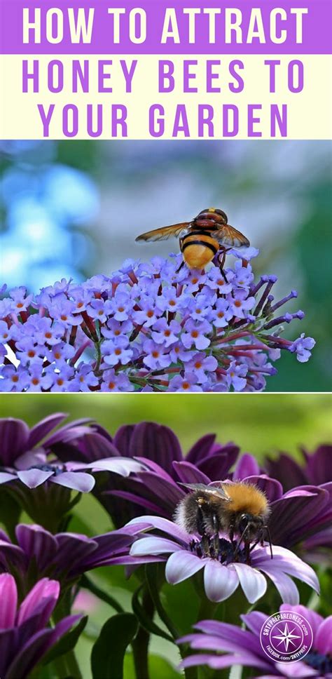 The flavour and texture of natural honey can vary hugely, depending on the plants the bees have fed upon. How To Attract Honey Bees To Your Garden