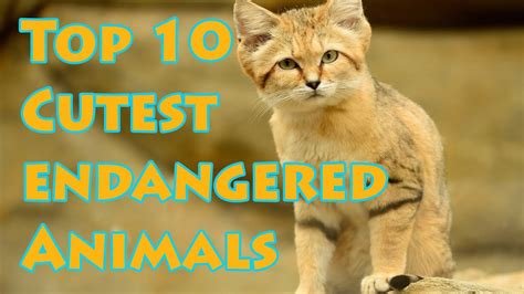 Top 10 Cutest Endangered Animals Youtube