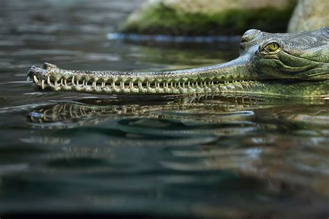 The Population Of Gharial Important Facts And Figures