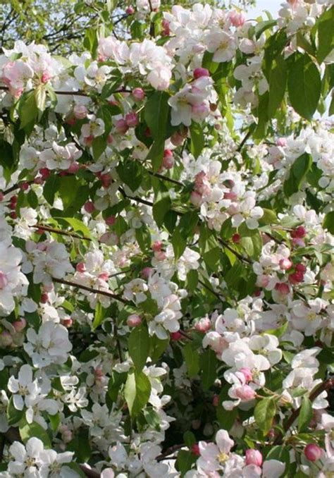 Wybierz z szerokiej gamy podobnych scen. 100+ Tree With White Flowers That Smell Good - Home and ...