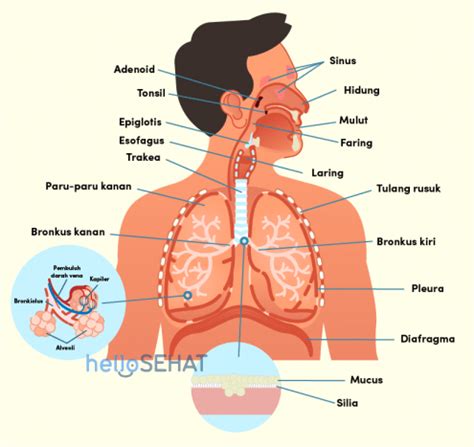 6 Organ Penting Di Sistem Pernafasan Dan Fungsinya