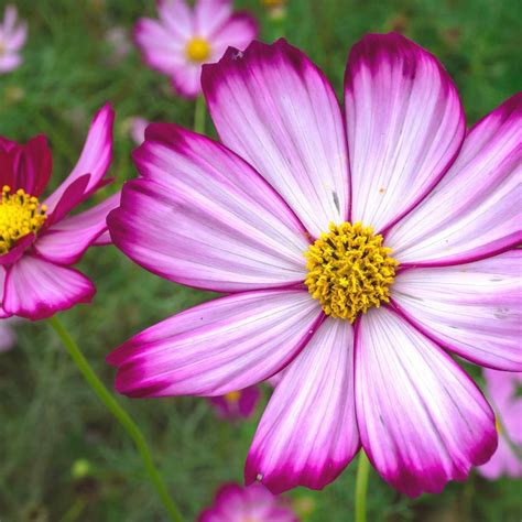 Cosmos Candy Stripe Seeds The Seed Collection