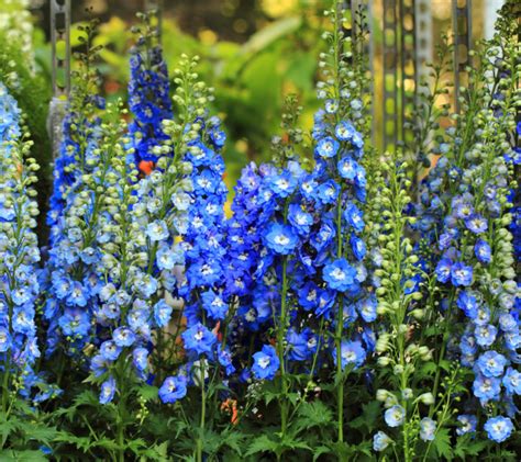 14 Gorgeous Perennial Flowers That Bloom All Summer