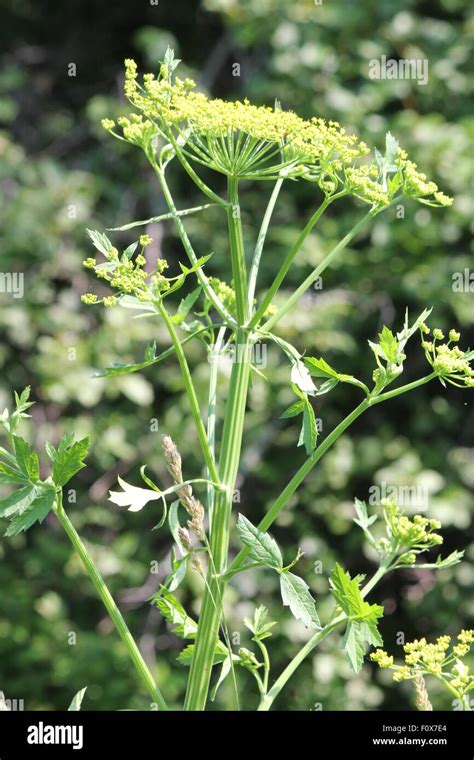 Yellow Head Wild Parsnip Pastinaca Sativa Weed In Poisonous Stage