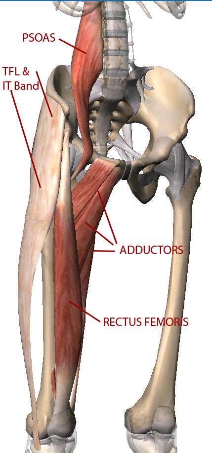 Most modern anatomists define 17 of these muscles, although some additional. Is your pelvis out of balance? | Anatomie musculaire ...