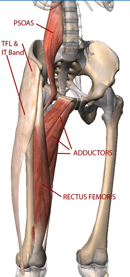 These hip abductor exercises will seriously work your side butt. Is your pelvis out of balance? | Yoga anatomy, Muscle ...
