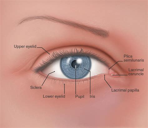 Caucasian Eye Color Labeled American Academy Of Ophthalmology