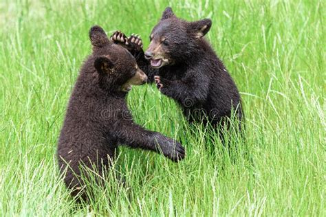 Young American Black Bear Fighting In The Meadow Stock Image Image Of