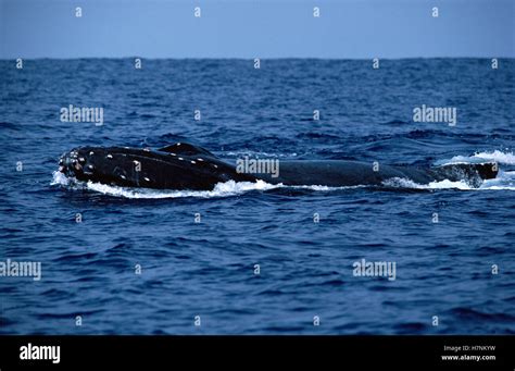 Humpback Whale Megaptera Novaeangliae At Surface Stock Photo Alamy