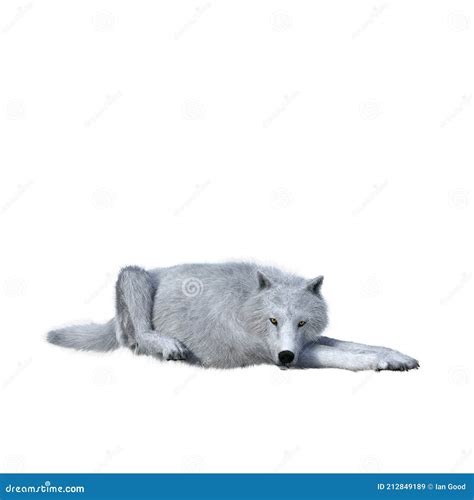 White Wolf Lying Down Resting 3d Illustration Isolated On White Background Stock Image