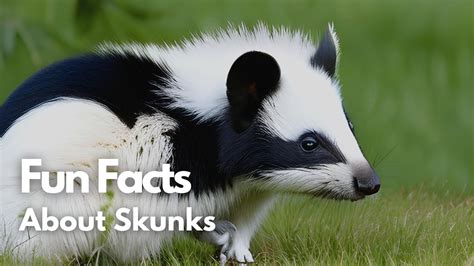 Fun Facts About Skunks Youtube