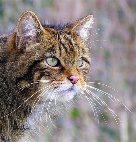 Scottish Wildcats Powerful Hunters And Endangered Animals Owlcation