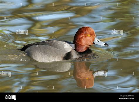Redhead Duck Aythya Americana Male On Water With Reflection Stock