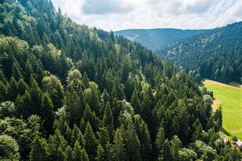 Pure Nature Above Green Forest On The Hill Free Stock Photo Picjumbo