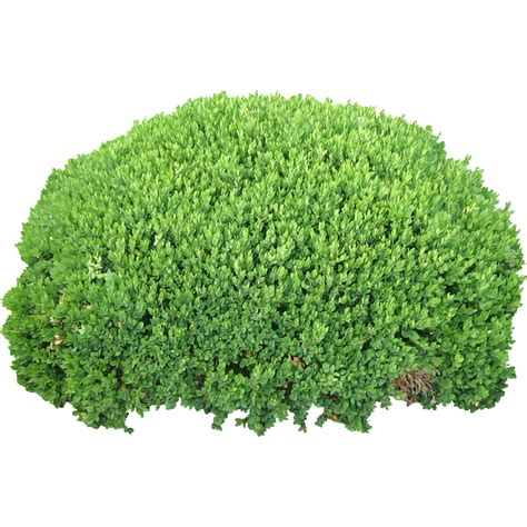 Download Bush Png Image For Free