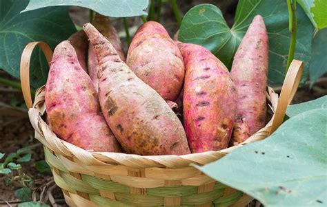 Everything You Need to Know to Grow Sweet Potatoes in Your ...