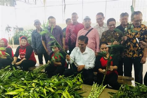 Peluang menjadi petani budi daya bunga hias terbuka luas, tinggal belajar ke balithi, katanya. Permintaan ekspor tanaman hias Bambu Suji dan Lidah Mertua ...