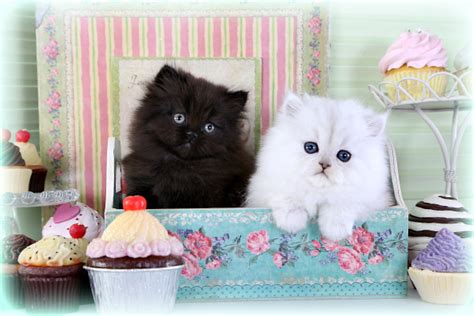 Solid Black Teacup Persian Kitten For Saleultra Rare Persian Kittens